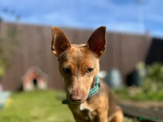 Jack Russell dogs Mini Jack Russell (f) 18 months old - Advert 14