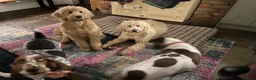 Goldendoodle dogs for stud: Goldendoodle for Stud - Advert 24