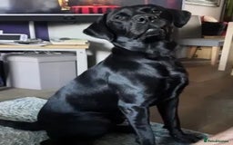 Labrador Retriever dogs for stud: PROVEN KC Registered Black Labrador for Stud Kent in Dover - Image 6