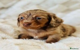 Miniature Dachshund dogs for sale: Long haired dachshund  - Image 16