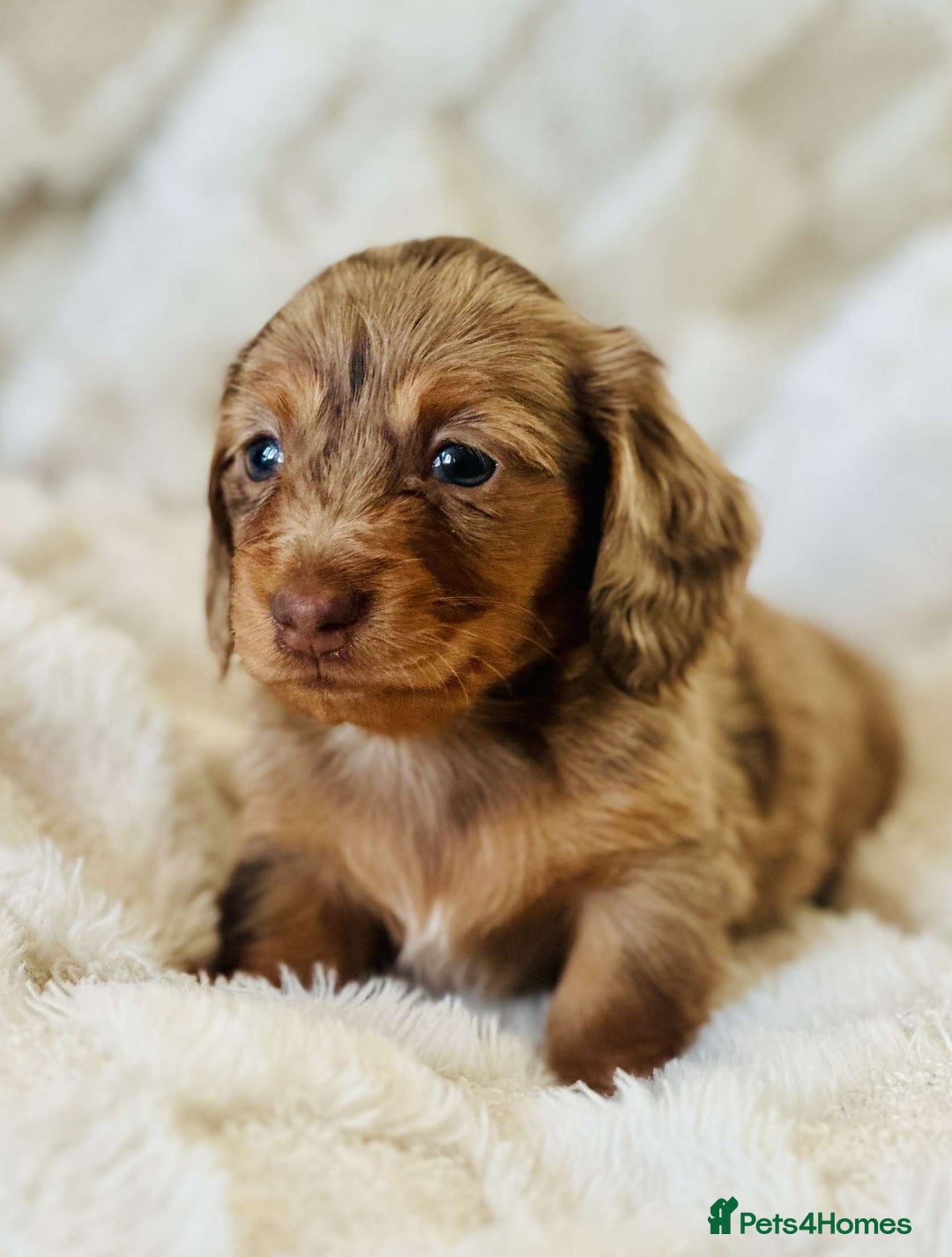 Miniature Dachshund dogs for sale: Long haired dachshund  - Image 16