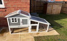 Mini Lop rabbits for sale: One mini lop available to go to a loving home  - Image 2