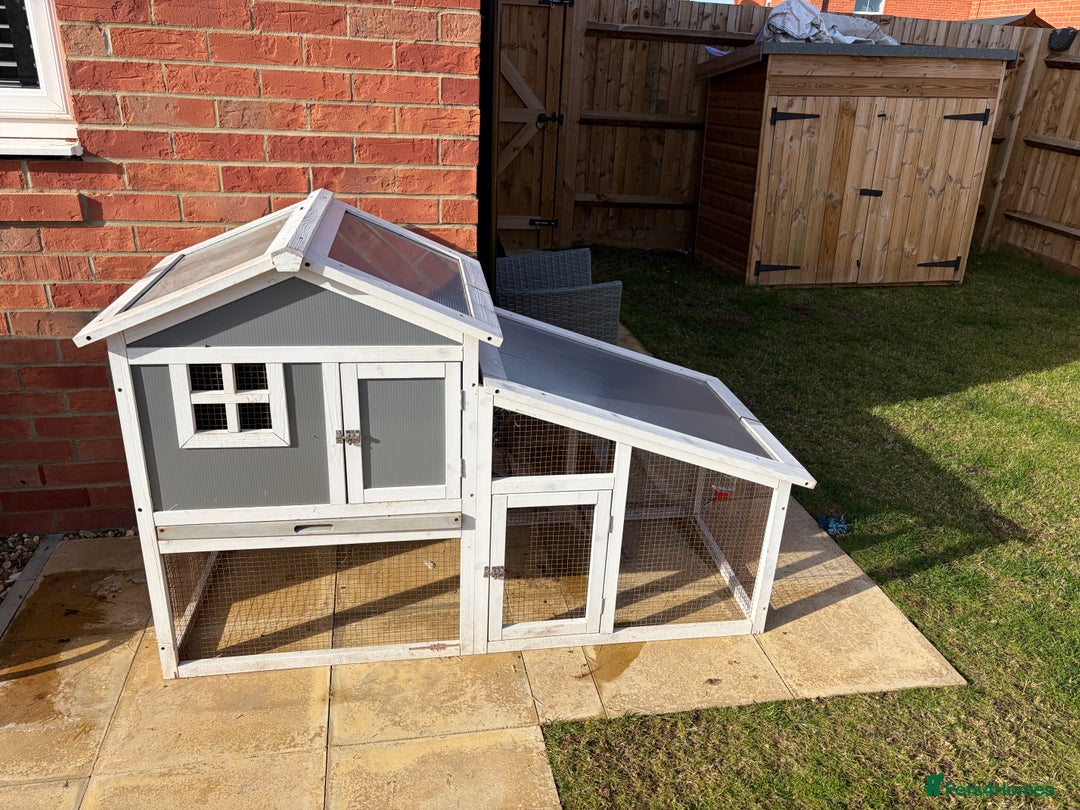 Mini Lop rabbits for sale: One mini lop available to go to a loving home  - Image 2