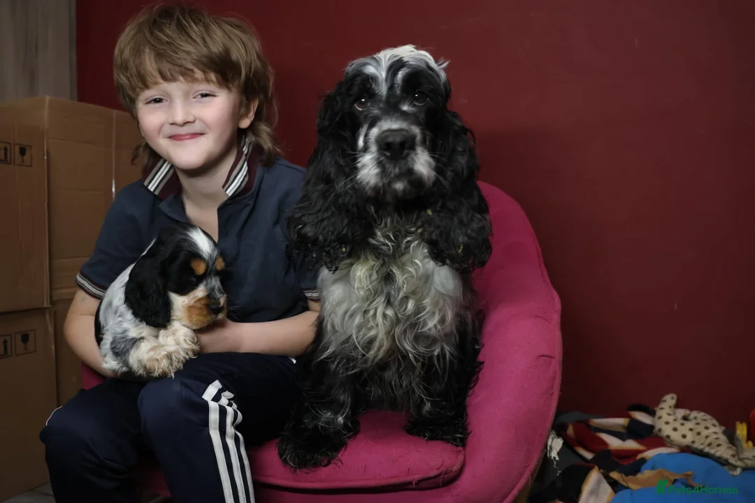 Cocker Spaniel dogs for sale: Health tested parents, Stunning little cherubs - Advert 2