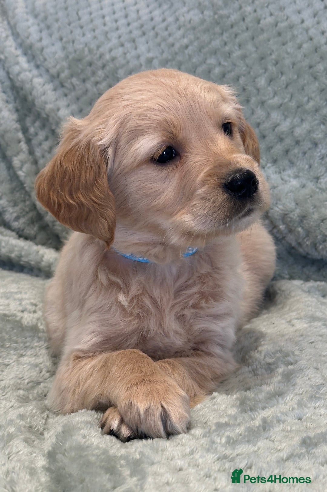 Golden Retriever dogs for sale: Quality litter of KC reg Golden Retriever Puppies  - Advert 30