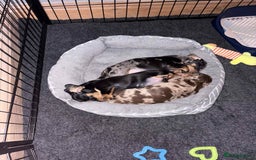 Dachshund dogs for sale: Standard Dachshund Puppies  - Image 7