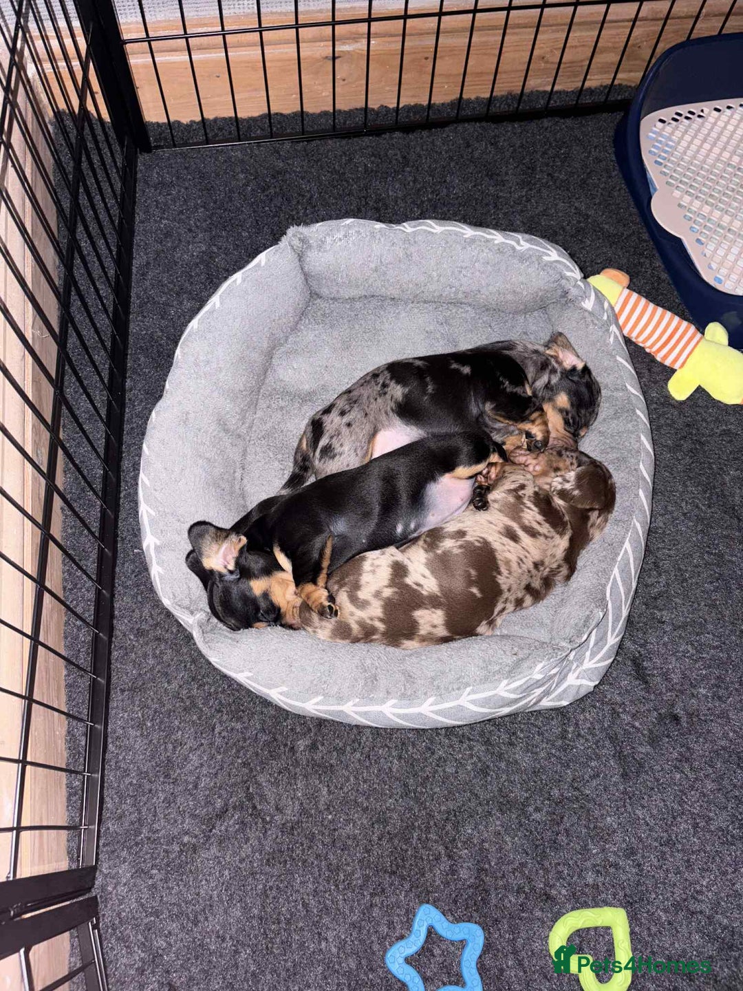 Dachshund dogs for sale: Standard Dachshund Puppies  - Image 7