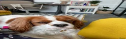 Cavalier King Charles Spaniel dogs for sale: Coco cavalier King Charles  - Advert 11