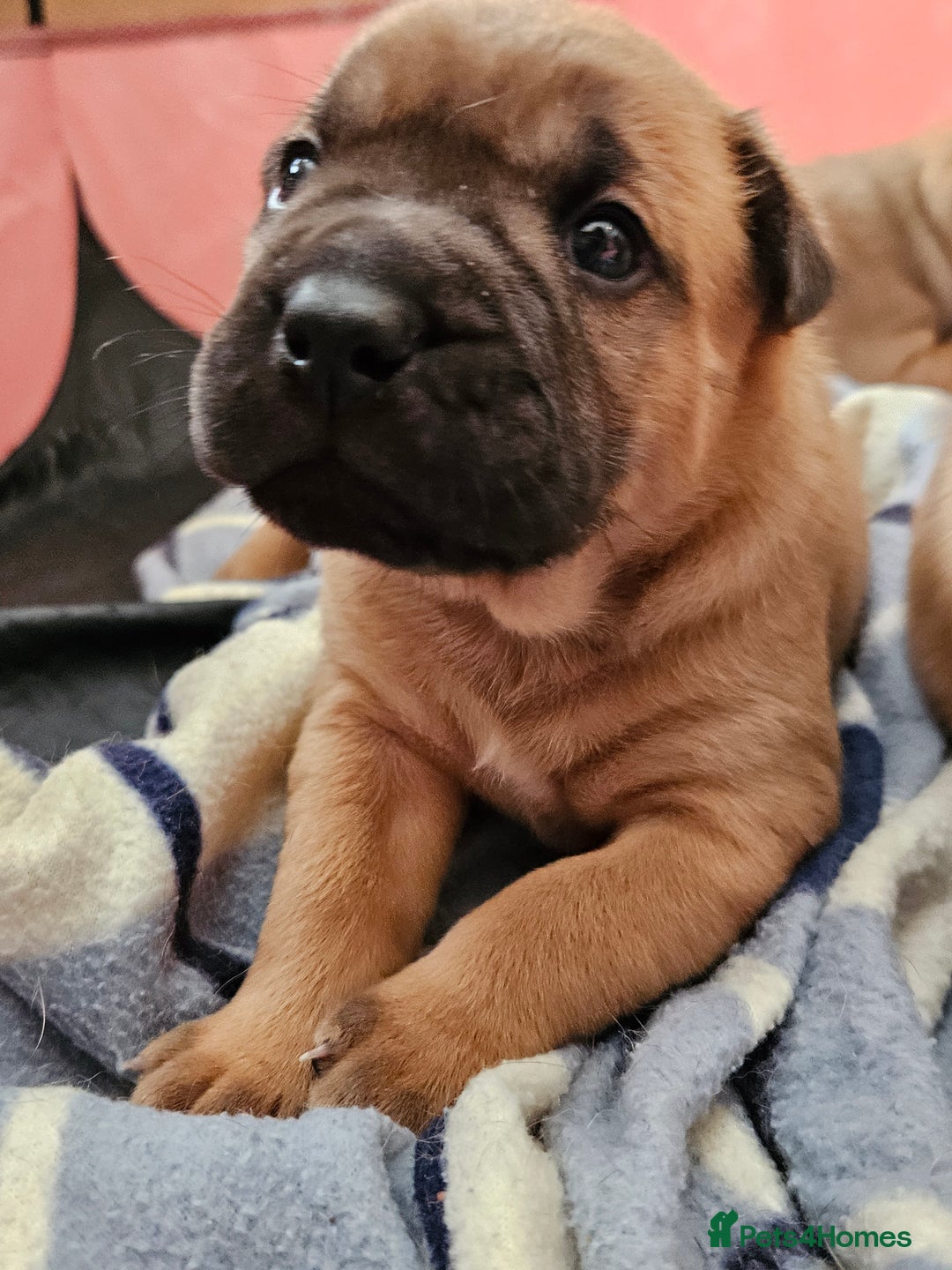 Shar Pei dogs for sale: Shar Pei puppies (READY TO GO NOW) - Image 8