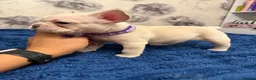 French Bulldog dogs for sale: KC reg French bulldogs Ready 7th August ❤️❤️❤️ - Advert 20