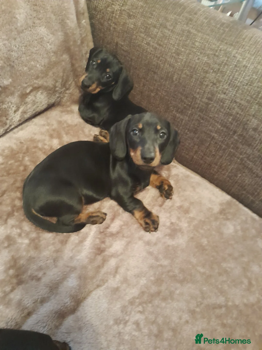 Dachshund dogs for sale: Adorable dachshund puppies - Advert 1