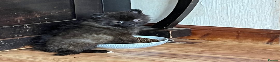 Pomeranian Puppy 2