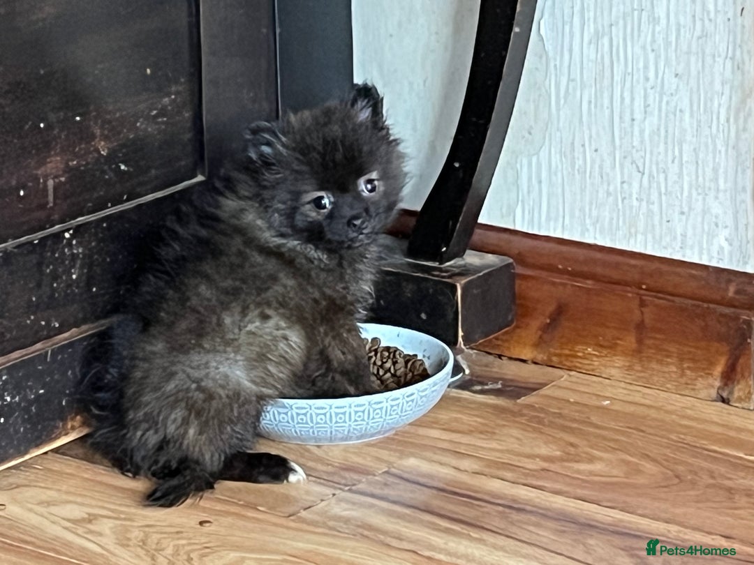 Pomeranian dogs for sale: 2 fluffy Pomeranians 1 boy 1 girl  - Image 5