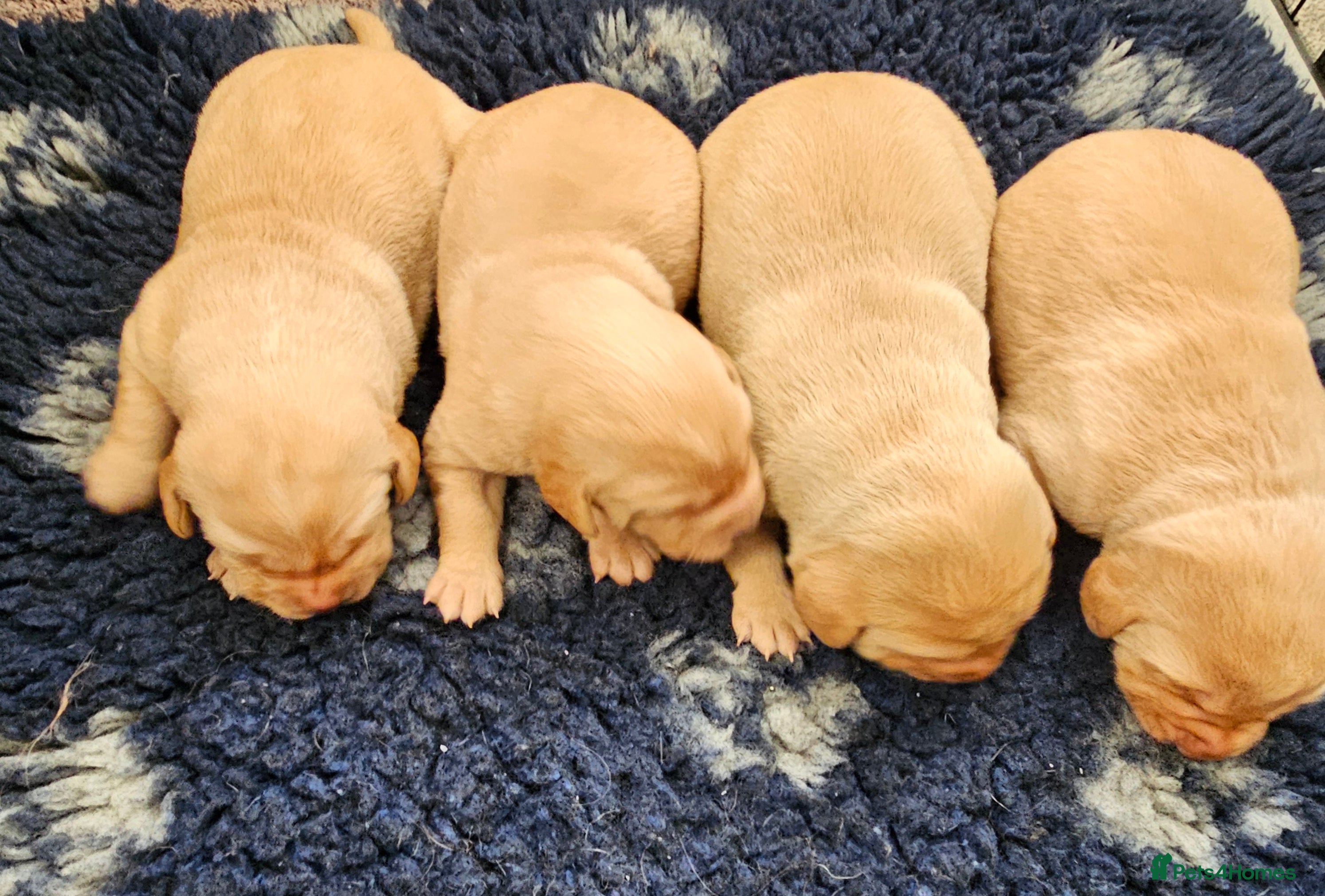 Labrador Retriever dogs Labrador pups  - Advert 15