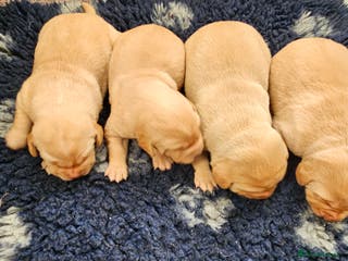 Labrador Retriever dogs Labrador pups - Advert 15