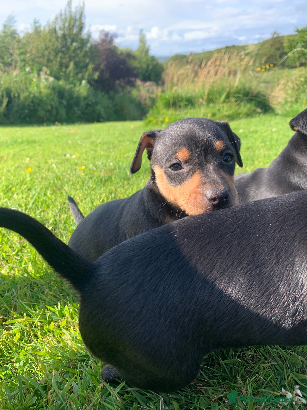 Mixed Breed dogs for sale: miniature pincher / mini jack  - Image 24