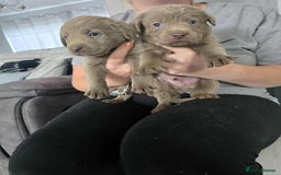 Labrador Retriever dogs for sale: Stunning silver Labradors  - Image 10