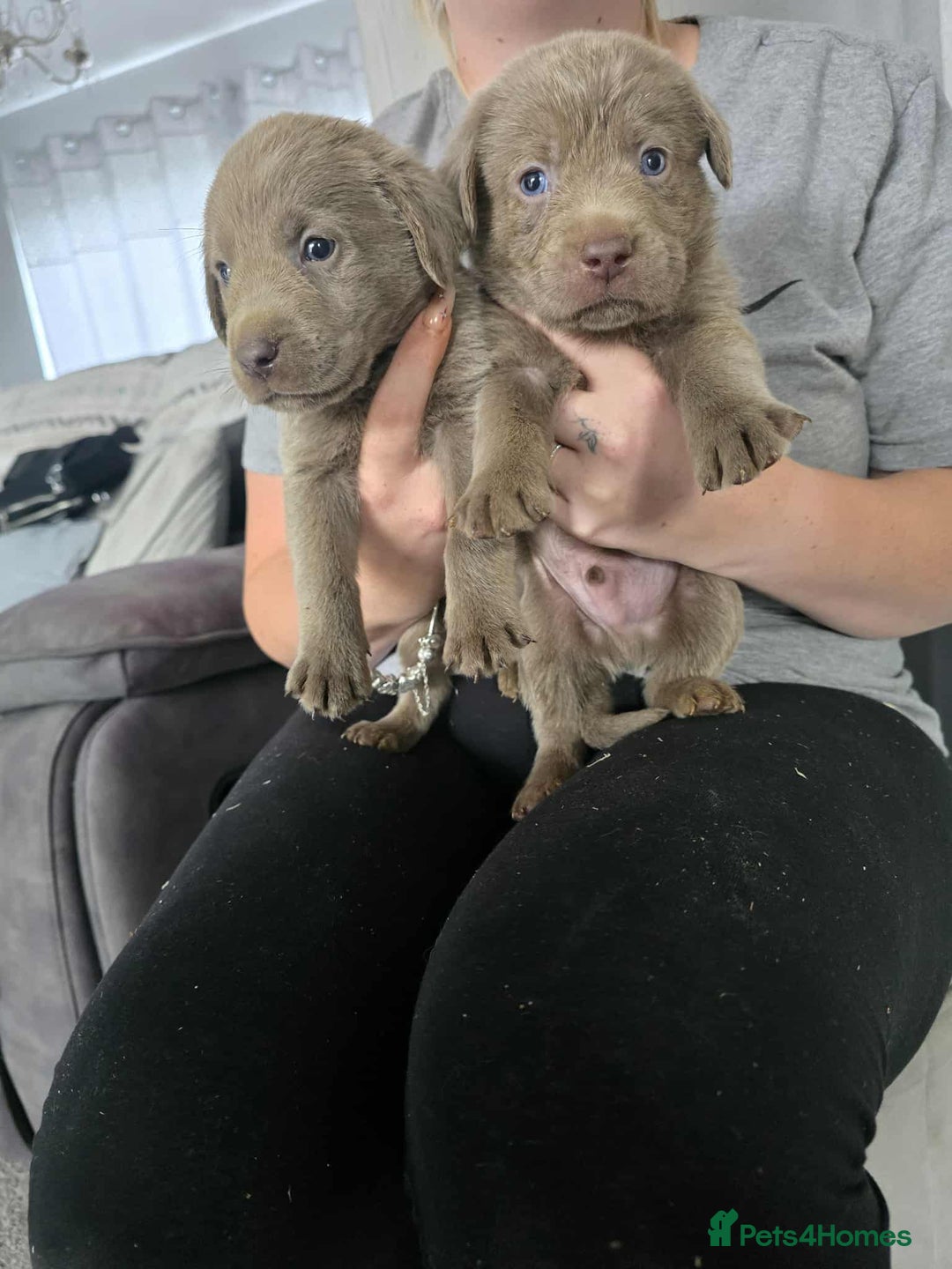 Labrador Retriever dogs for sale: Stunning silver Labradors  - Image 10