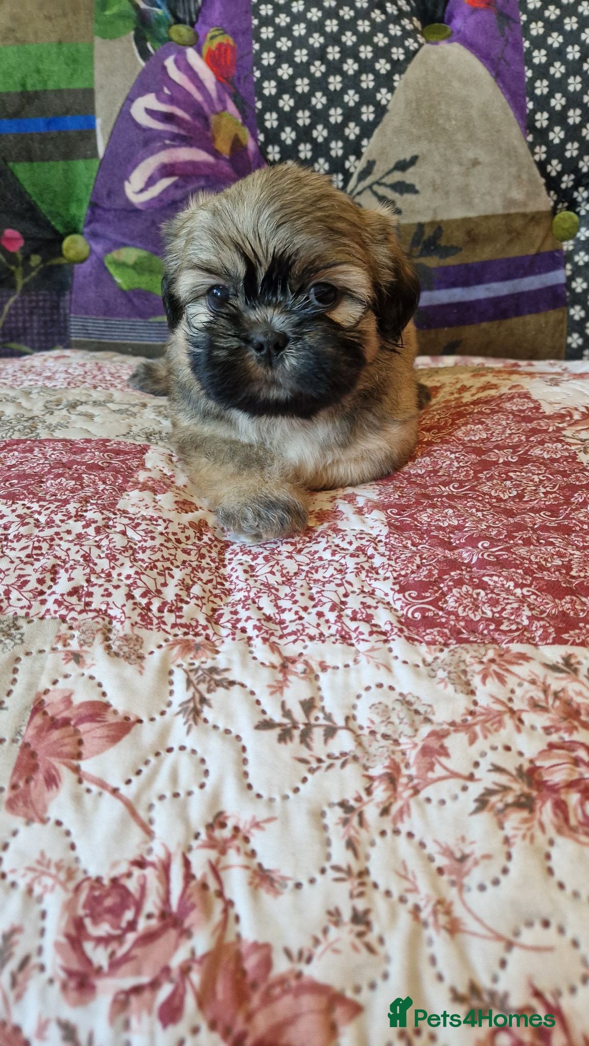 Shih Tzu dogs Shih-tzu pedigree puppies - Advert 1