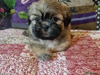 Shih Tzu dogs Shih-tzu pedigree puppies - Advert 1