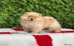 Chow Chow dogs for sale: SHOW QUALITY KC REGISTERED CHOW CHOW PUPPIES - Image 2