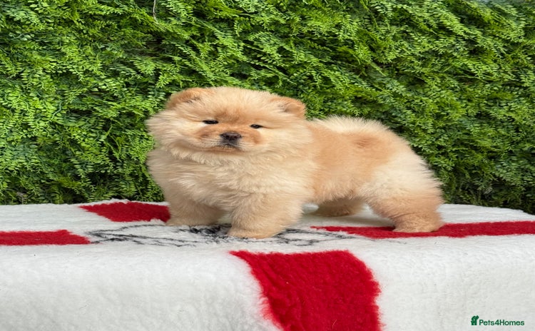 Chow Chow dogs - Advert 14