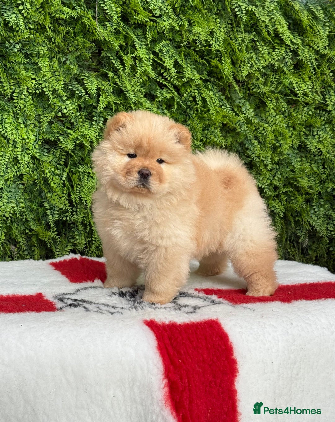 Chow Chow dogs for sale: SHOW QUALITY KC REGISTERED CHOW CHOW PUPPIES - Image 2