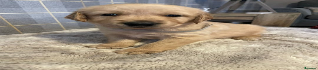Golden Retriever Puppy 3