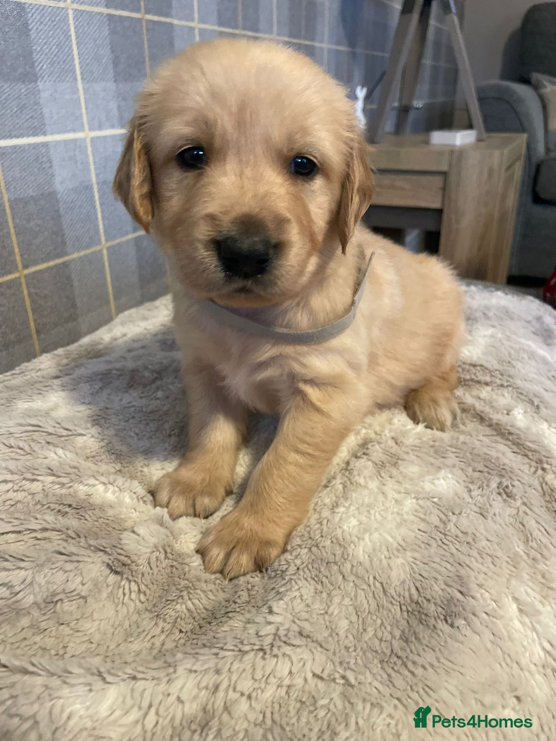 Golden Retriever dogs for sale: Golden retriever pups looking for forever homes  - Image 3