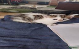Mixed Breed cats for sale: 6 Kittens for sale - Image 25