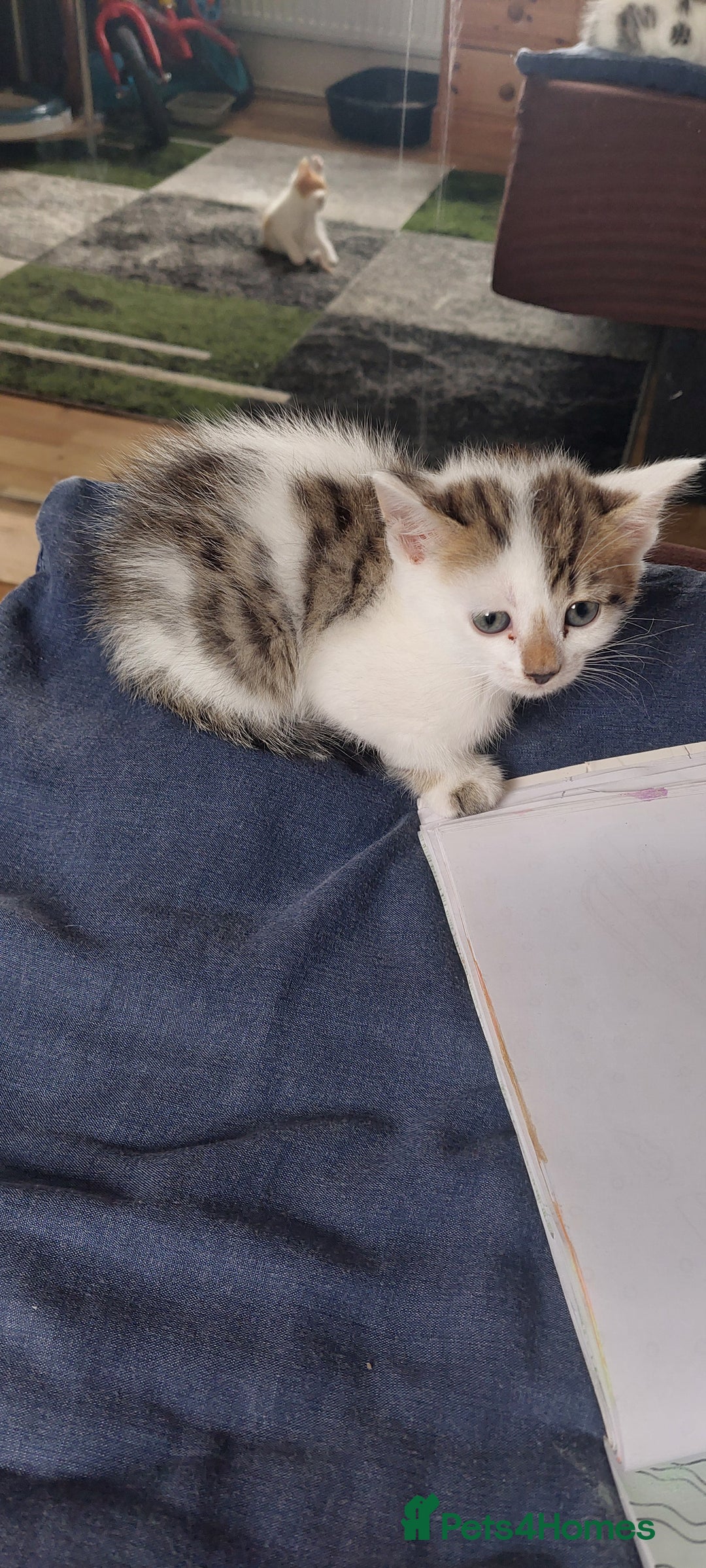 Mixed Breed cats for sale: 6 Kittens for sale - Image 25
