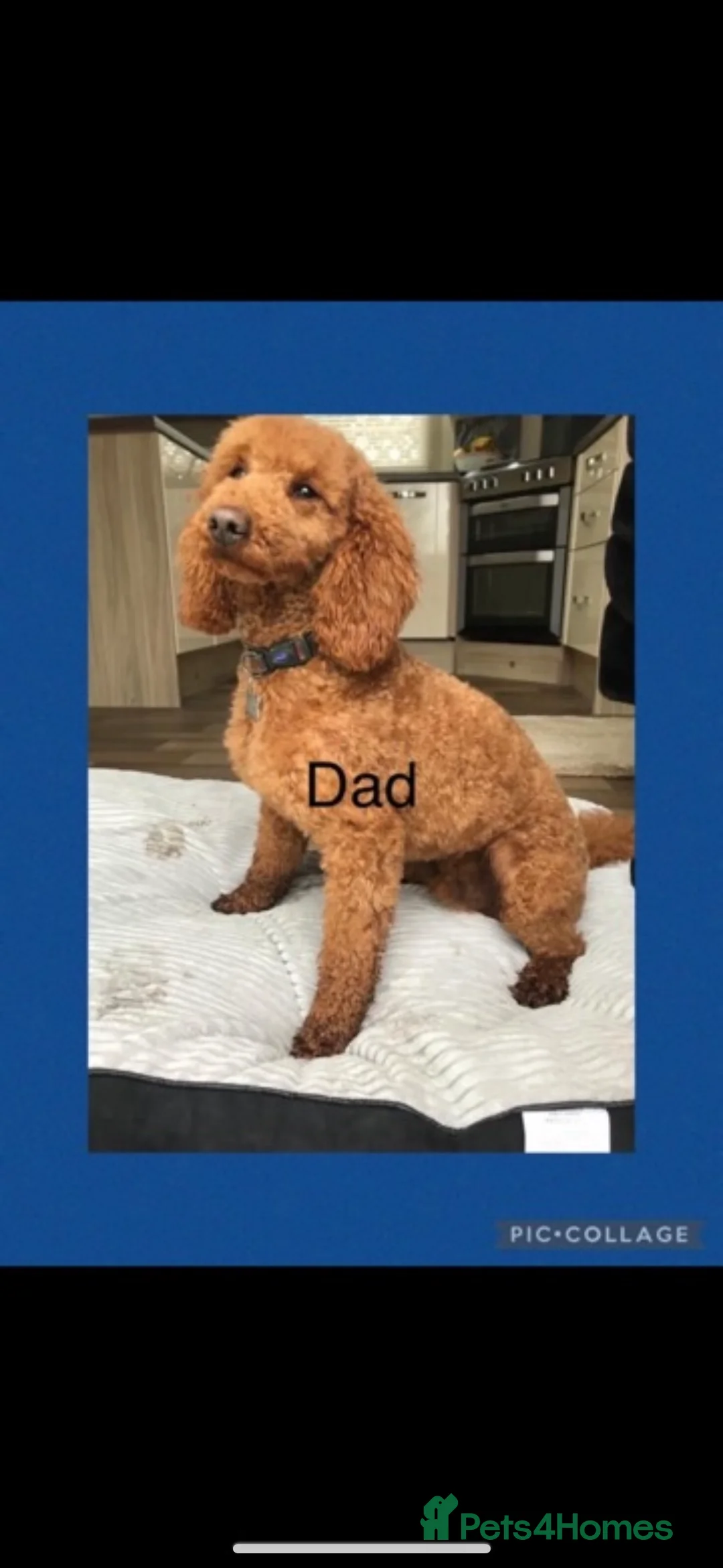 Cockapoo dogs for sale: 🐾STUNNING COCKERPOOS F1 REGISTERED BREEDER🐾 - Advert 6