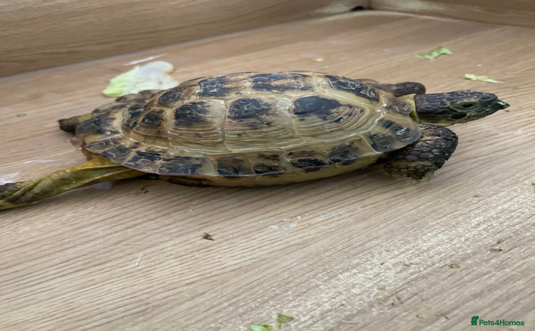 Tortoise reptiles - Advert 1