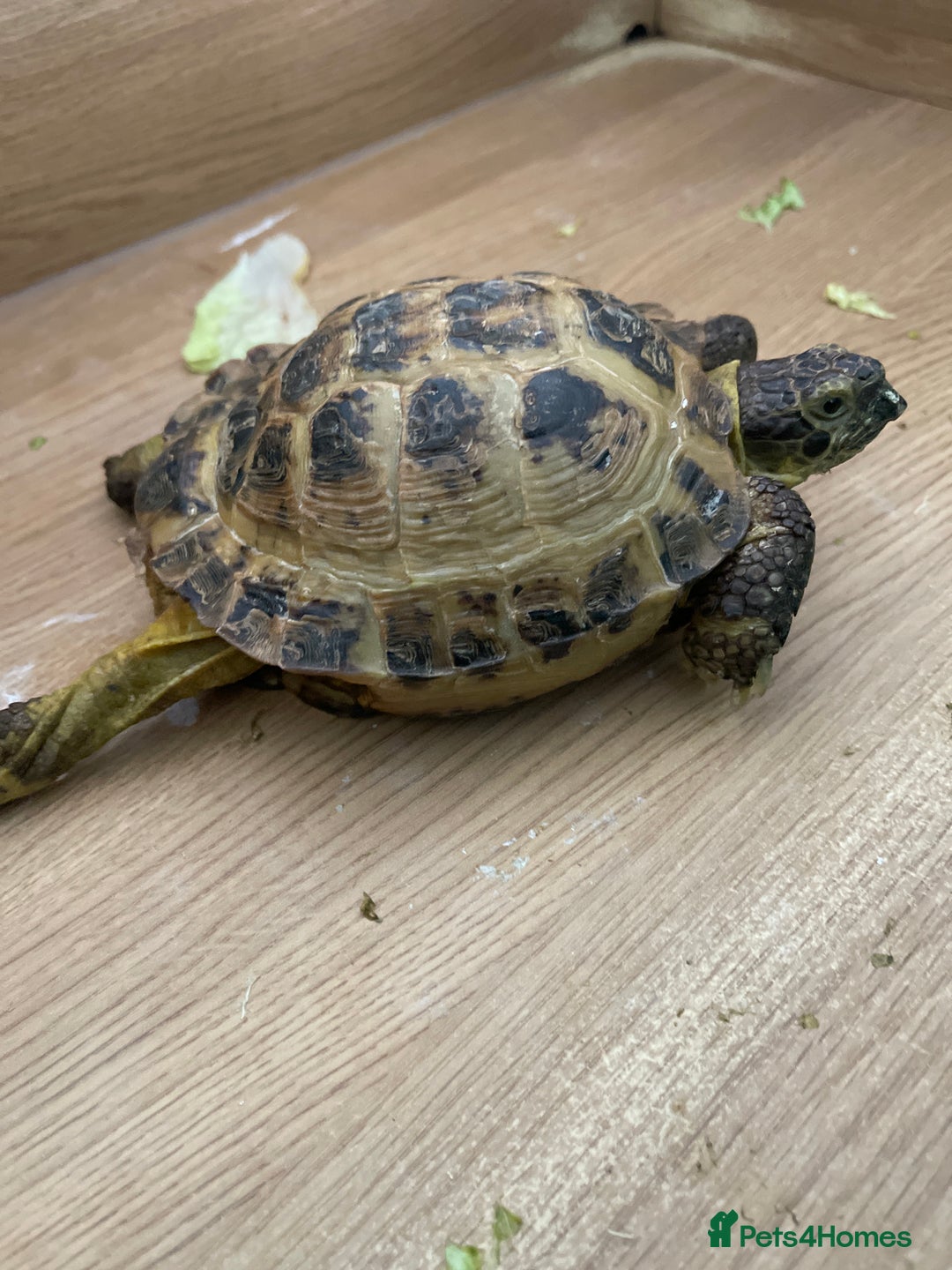 Tortoise reptiles for sale: Horsefield tortoise - Image 1