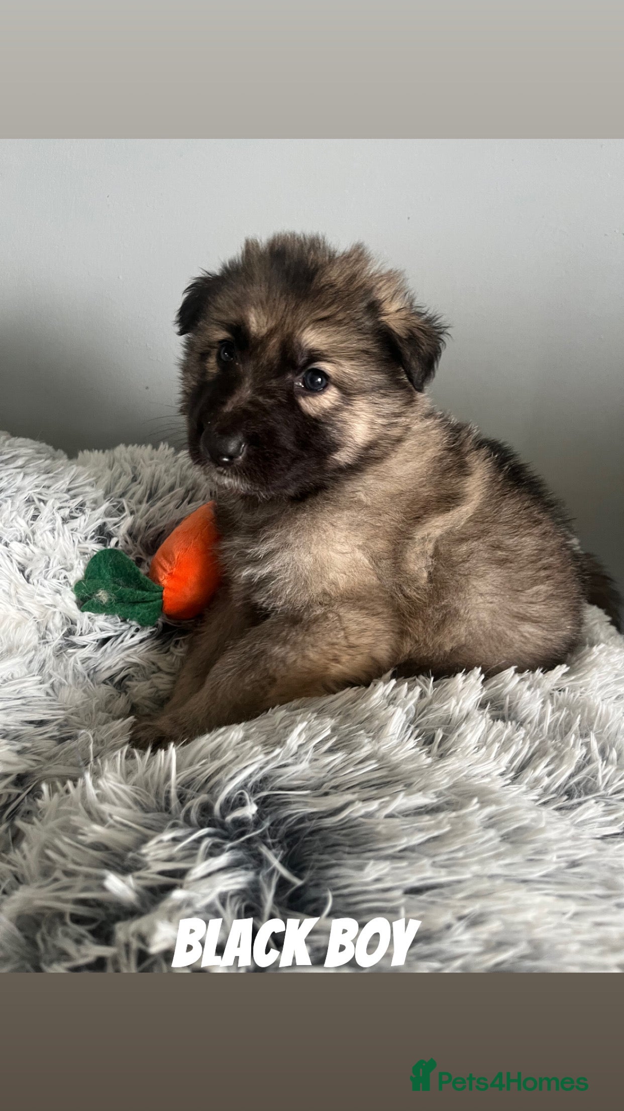 German Shepherd dogs Beautiful KC Reg Straight Back German Shepherds🐾 - Advert 16