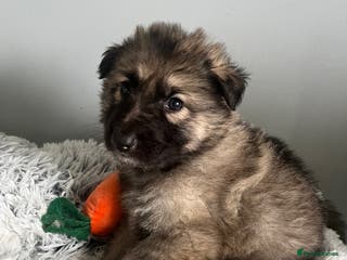 German Shepherd dogs Beautiful KC Reg Straight Back German Shepherds🐾 - Advert 15