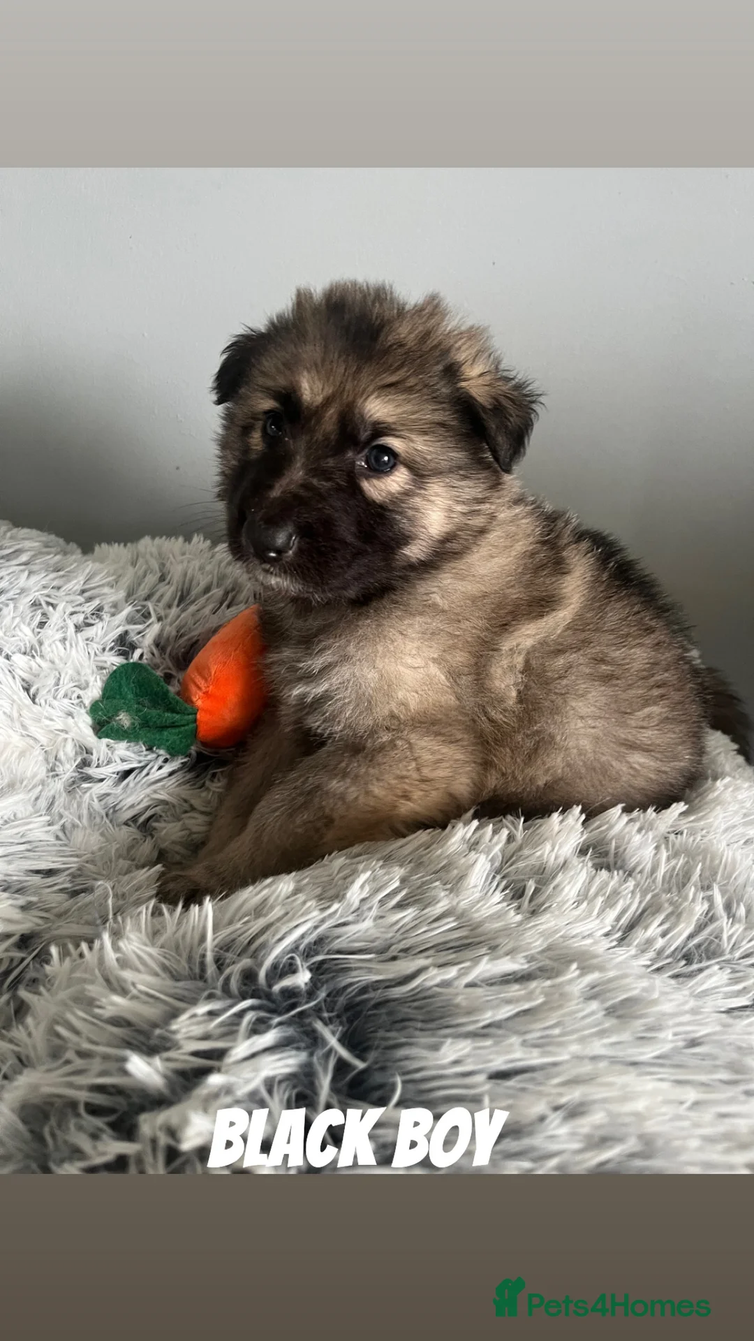 German Shepherd dogs for sale: Beautiful KC Reg Straight Back German Shepherds🐾 - Advert 30