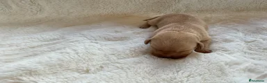 Labrador Retriever 8