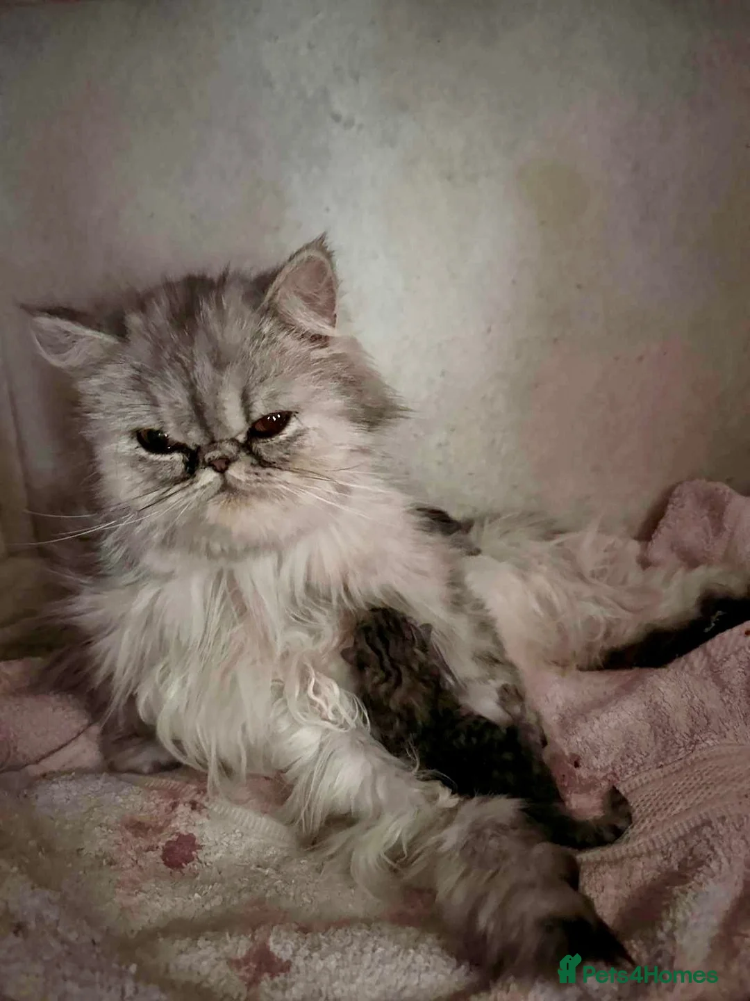 Persian cats for sale: 6 affectionate full Persian kittens ready now - Advert 11