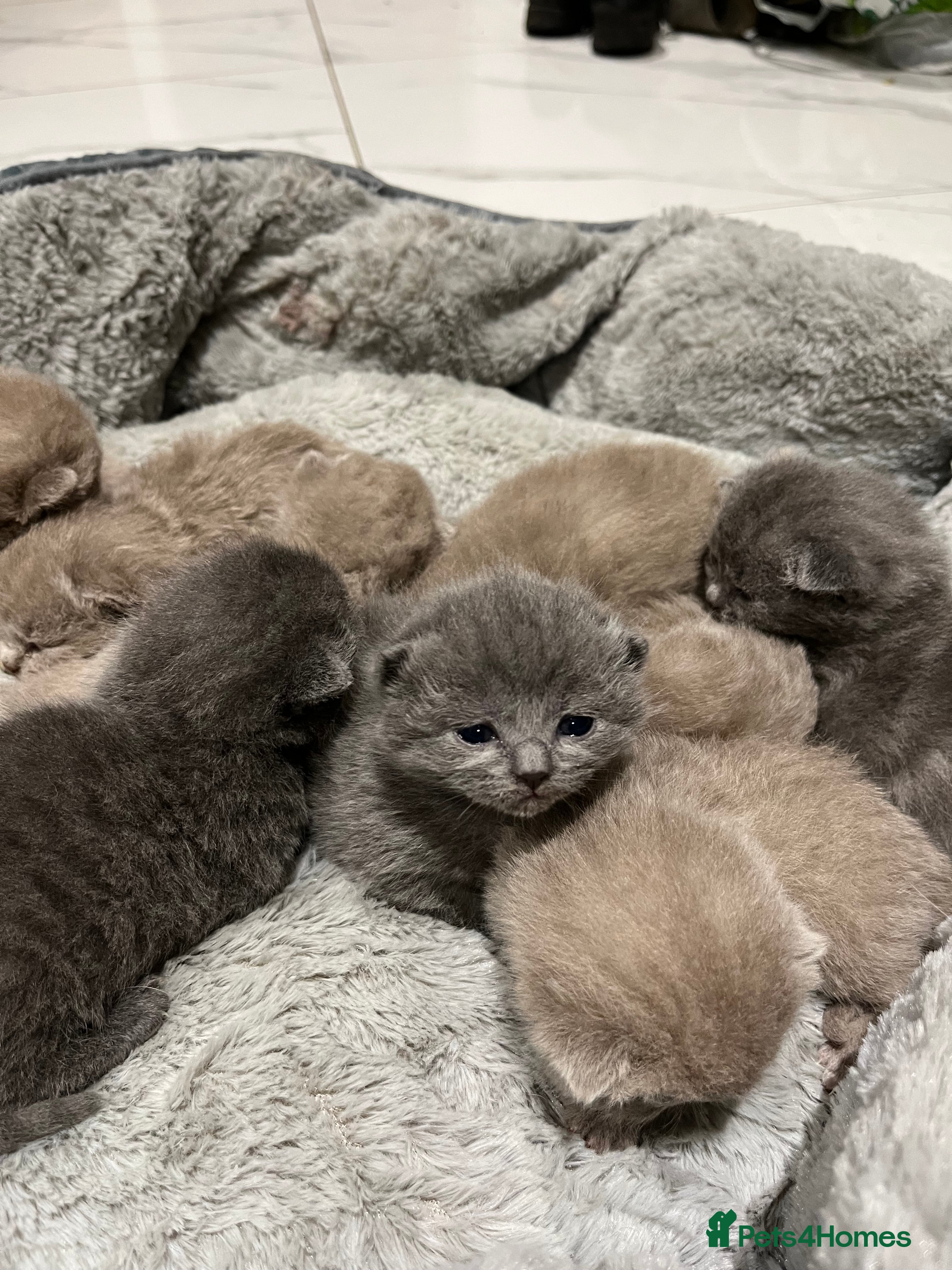 British Shorthair cats British Shorthair kittens 🐈‍⬛ - Advert 3