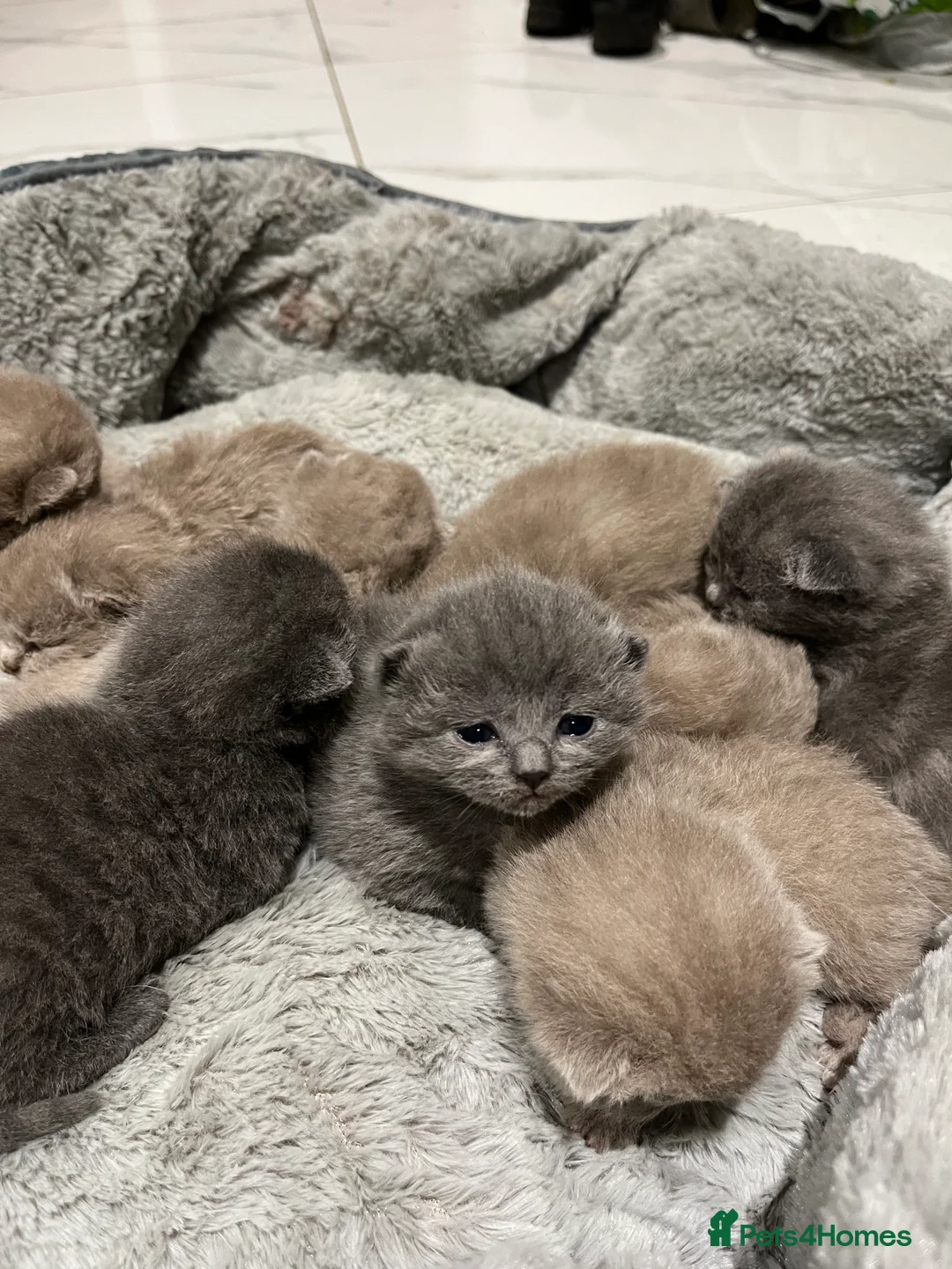 British Shorthair cats for sale: British Shorthair kittens 🐈‍⬛ - Advert 1