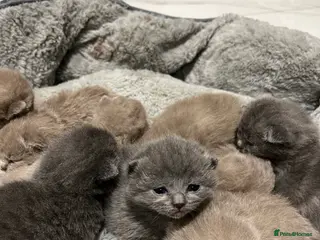 British Shorthair cats British Shorthair kittens 🐈⬛ - Advert 5