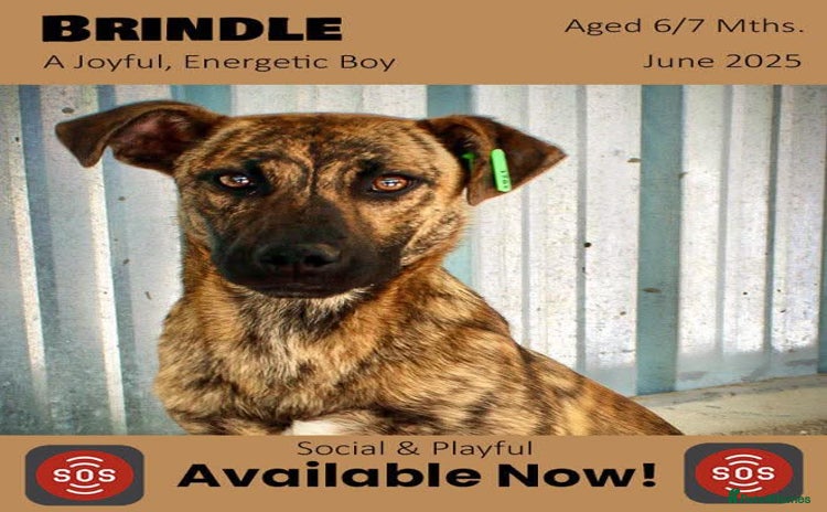 Mixed Breed dogs - Advert 3