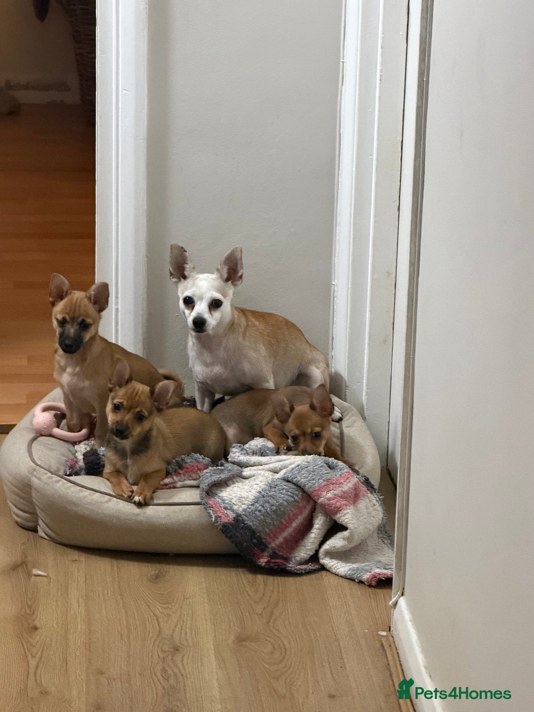 Mixed Breed dogs for sale: 3 young male puppies - Advert 2