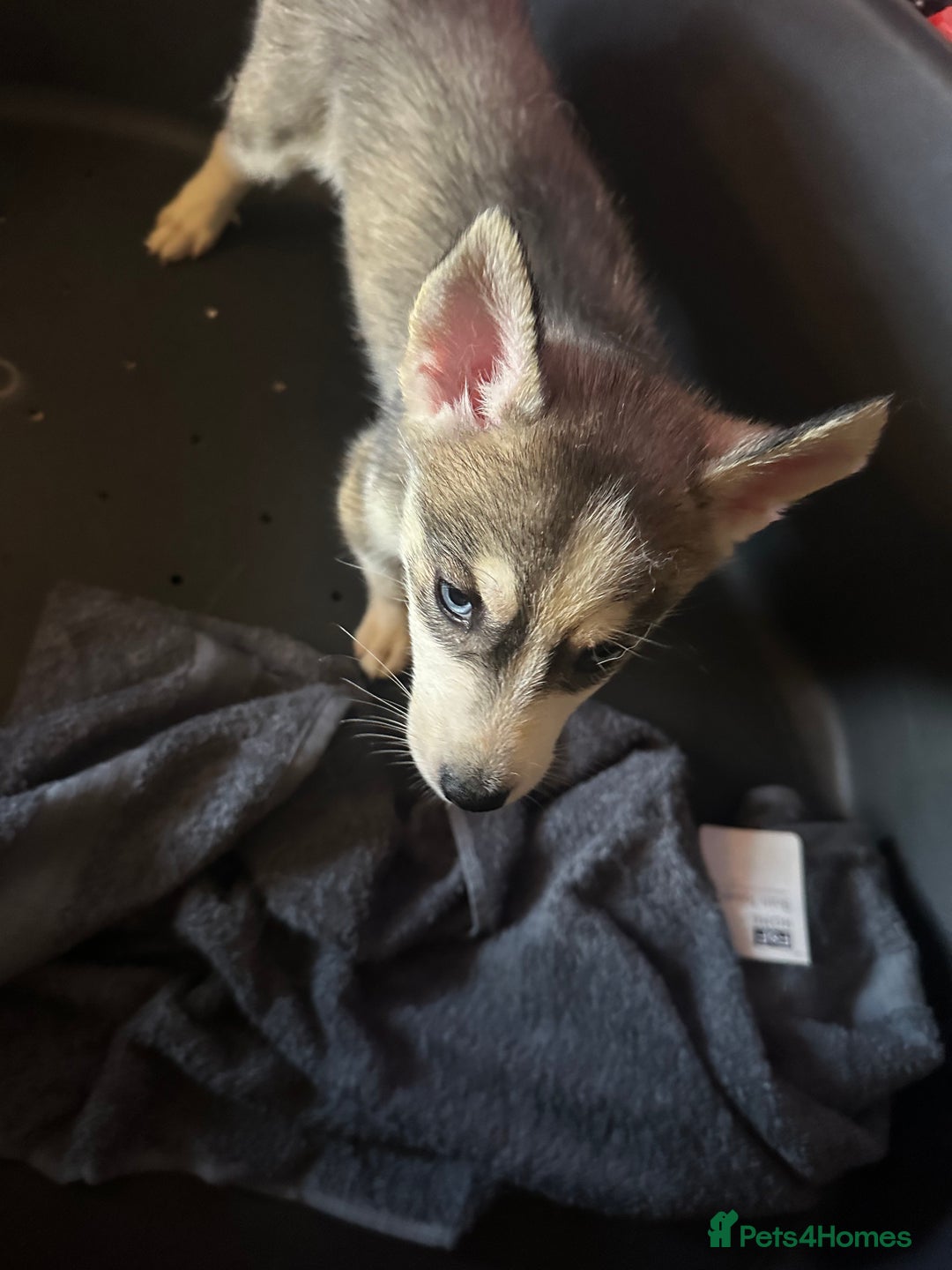 Siberian Husky dogs for sale: Five husky puppies for sale - Image 8