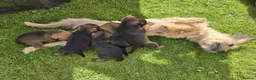 Border Terrier dogs for sale: **Border Terrier Puppies** in Glasgow - Advert 4