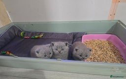 British Shorthair cats for sale: British short hair kittens  - Image 6