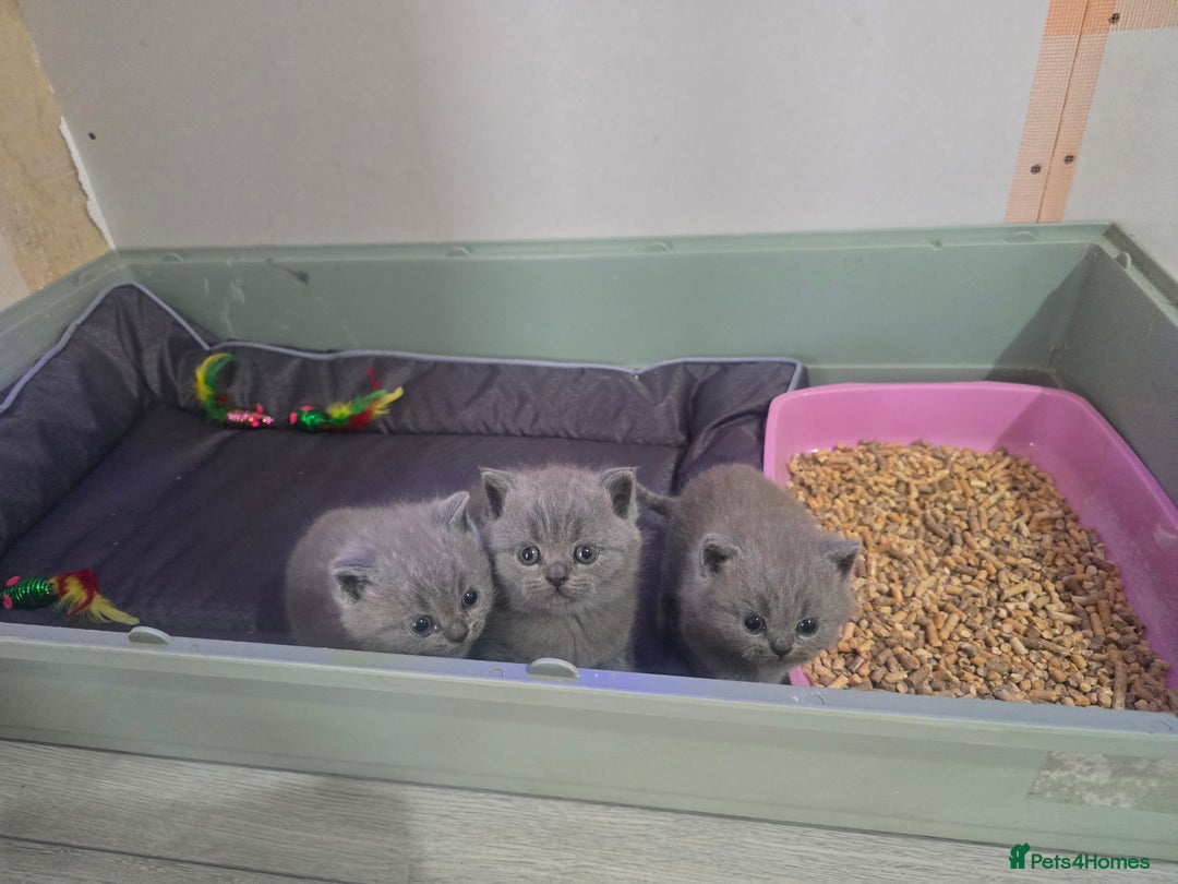 British Shorthair cats for sale: British short hair kittens  - Image 6