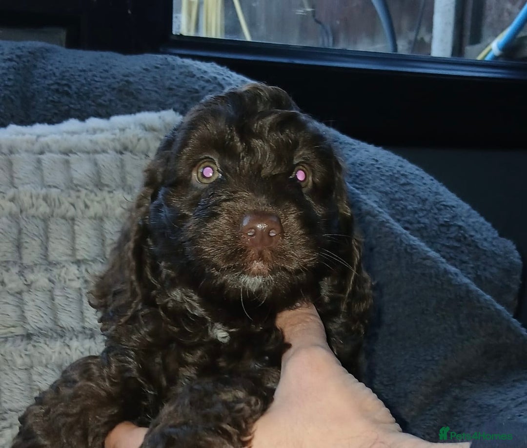 Cockapoo dogs for sale: Beautiful Cockapoo Puppies - Image 6
