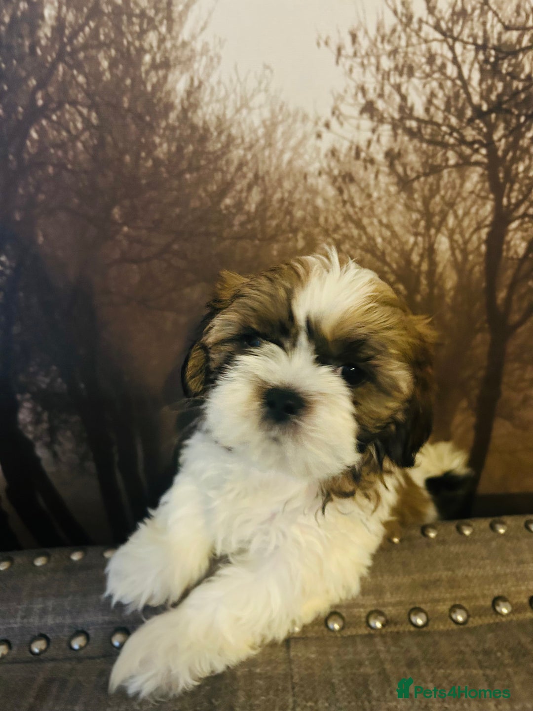 Shih Tzu dogs for sale: 🐶✨ Beautiful Shih Tzu Puppies for Sale! ✨🐶 - Image 7